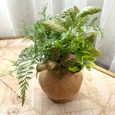 兔腳蕨 手作組合植栽苔球1