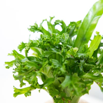 鹿角山蘇 手作植栽苔球3