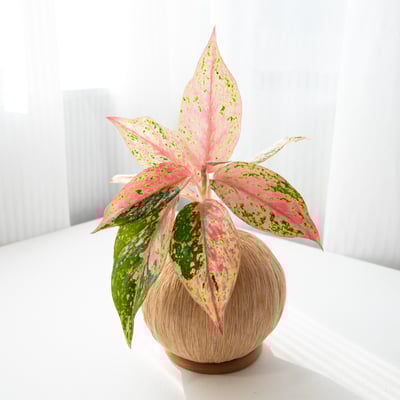 彩雲粗肋草 手作植栽苔球1