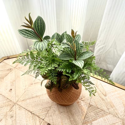 兔腳蕨手作組合植栽苔球2