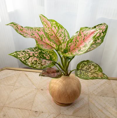 吉祥粗肋草 手作植栽苔球1