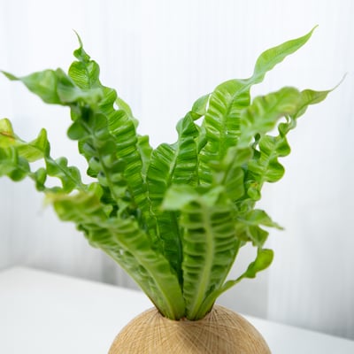 眼鏡蛇山蘇 手作植栽苔球3