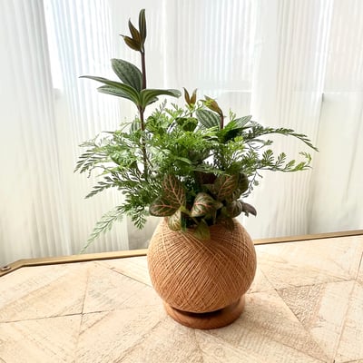 兔腳蕨手作組合植栽苔球3