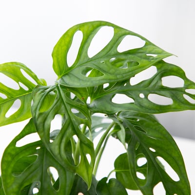 窗孔龜背芋 手作植栽苔球2