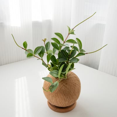 翡翠椒草 手作植栽苔球4