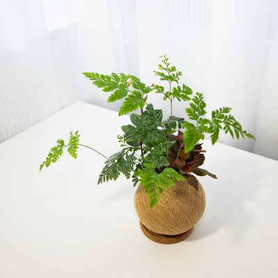 骨碎補 手作組合植栽苔球3