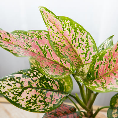 吉祥粗肋草 手作植栽苔球3