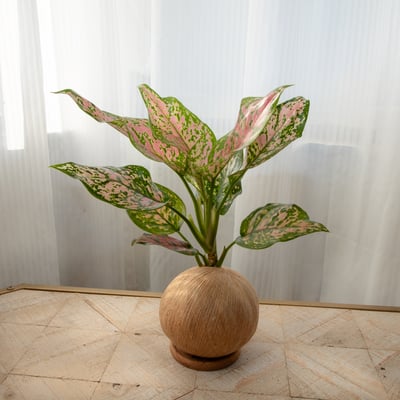 吉祥粗肋草 手作植栽苔球4