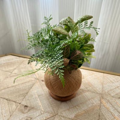 兔腳蕨 手作組合植栽苔球6