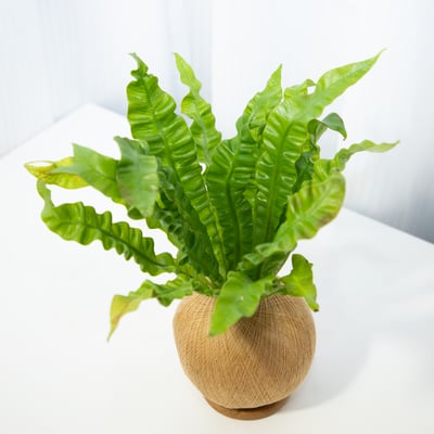 眼鏡蛇山蘇 手作植栽苔球4