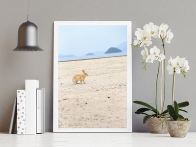 攝影藝術微噴原作 - 《沙灘上的兔子》4