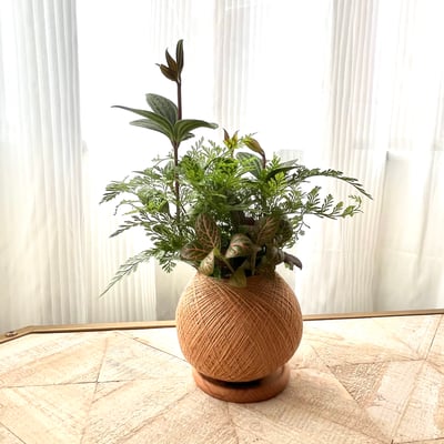 兔腳蕨手作組合植栽苔球4