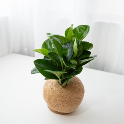 圓葉椒草 手作植栽苔球1