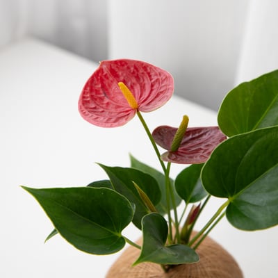 火鶴花 手作植栽苔球2