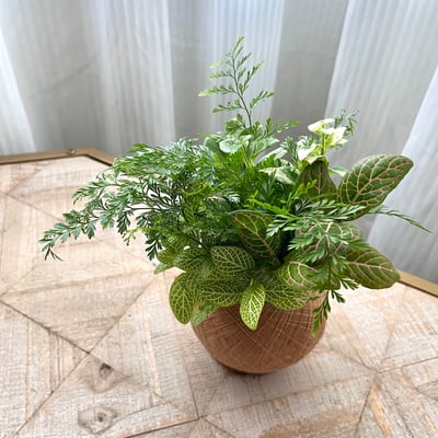 兔腳蕨 手作組合植栽苔球5