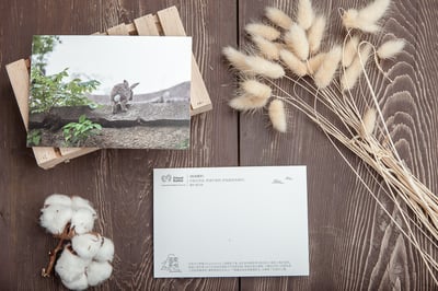 兔子攝影明信片- 《越過疆界》1