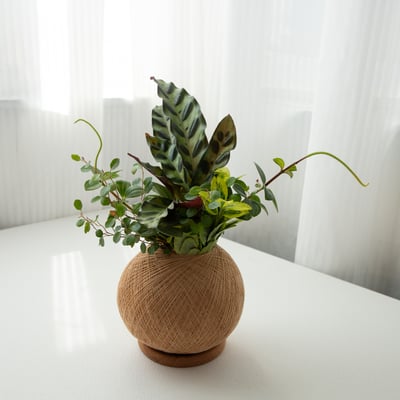 貓眼竹芋 手作組合植栽苔球5