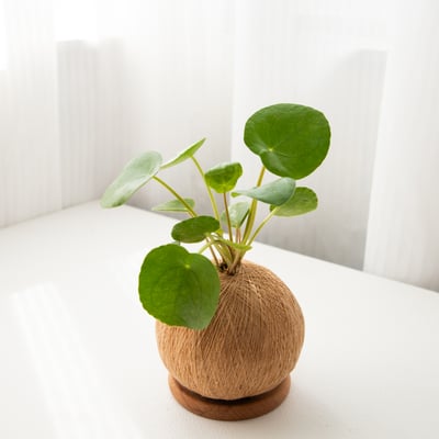 鏡面草 手作植栽苔球4