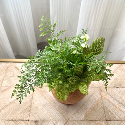 兔腳蕨 手作組合植栽苔球3