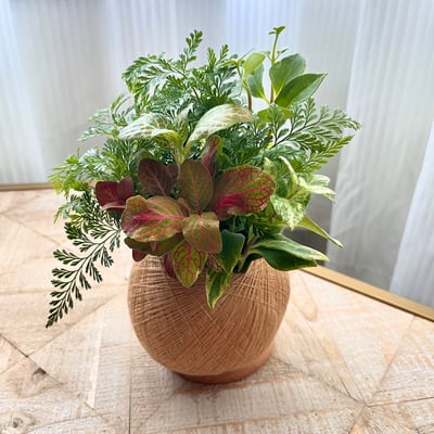 兔腳蕨 手作組合植栽苔球3