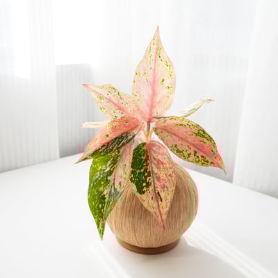 彩雲粗肋草 手作植栽苔球3