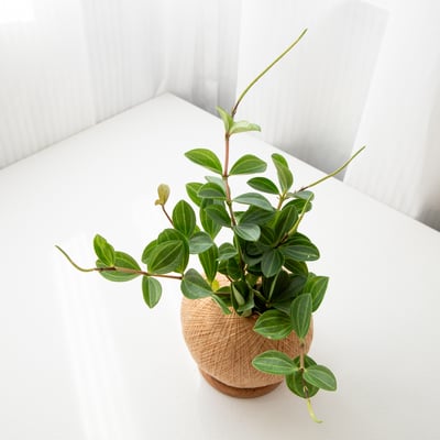 翡翠椒草 手作植栽苔球3