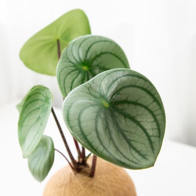 大西瓜皮椒草 手作植栽苔球2