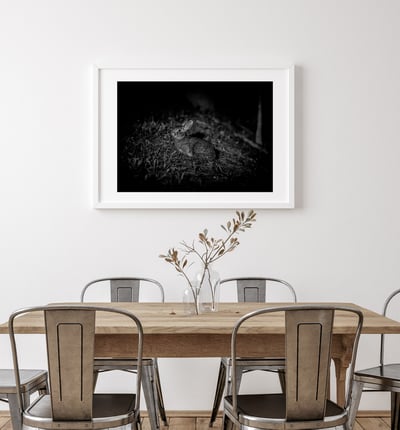 攝影藝術微噴原作 - 《台灣野兔01》7