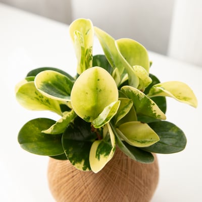 斑葉圓椒草 手作植栽苔球2