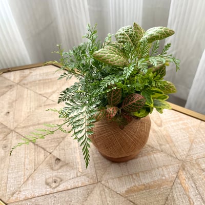 兔腳蕨 手作組合植栽苔球2