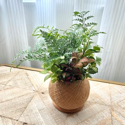 兔腳蕨 手作組合植栽苔球3