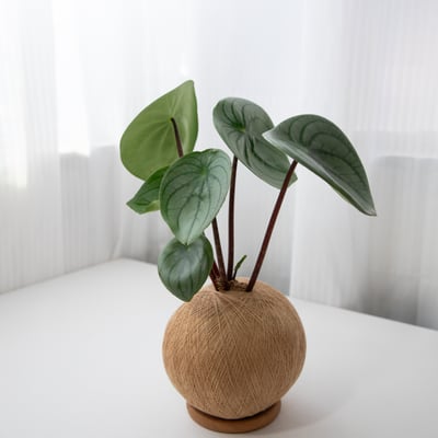 大西瓜皮椒草 手作植栽苔球5