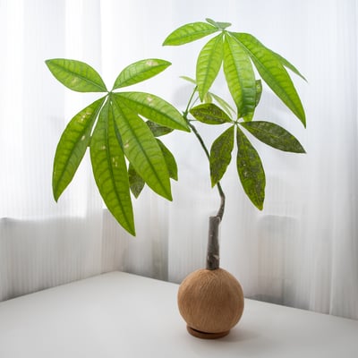 馬拉巴栗 / 發財樹 手作植栽苔球6