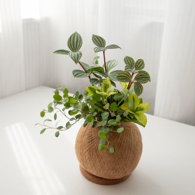 鐵線藤 手作組合植栽苔球4