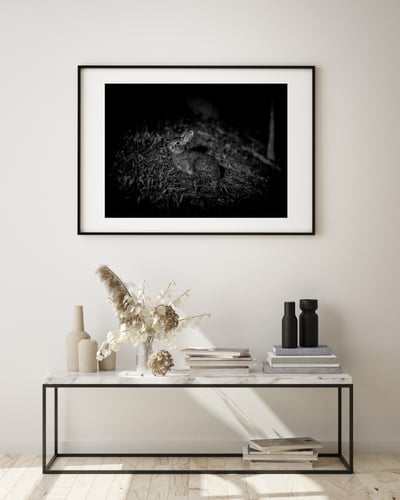 攝影藝術微噴原作 - 《台灣野兔01》5