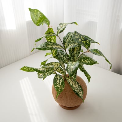 星點木 手作植栽苔球1