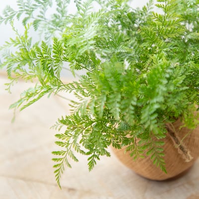 兔腳蕨 手作植栽苔球 / 可吊掛5