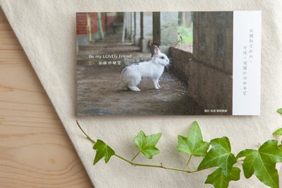 兔子攝影插畫明信片 - 《永恆的凝望》2