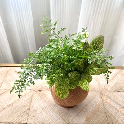 兔腳蕨 手作組合植栽苔球6