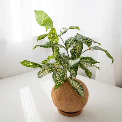 星點木 手作植栽苔球5