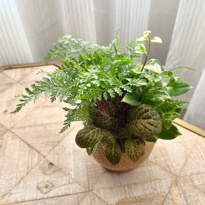 兔腳蕨 手作組合植栽苔球3