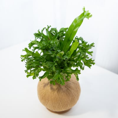 鹿角山蘇 手作植栽苔球4