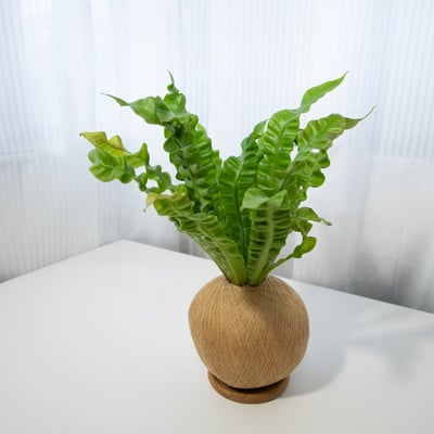 眼鏡蛇山蘇 手作植栽苔球6