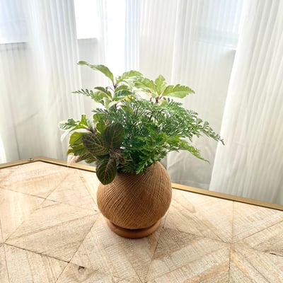 斑葉黃金萬兩 手作組合植栽苔球5