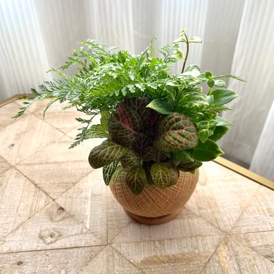 兔腳蕨 手作組合植栽苔球1