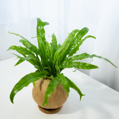 細葉山蘇 手作植栽苔球5