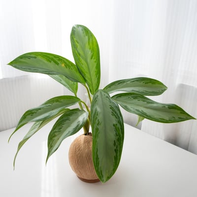 美少女粗肋草 手作植栽苔球4