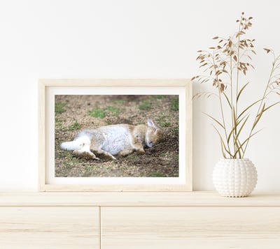 攝影藝術微噴原作 - 《甜夢》5