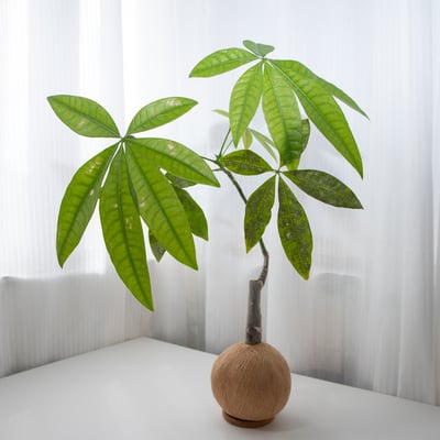 馬拉巴栗 / 發財樹 手作植栽苔球1