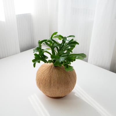 爆炸頭山蘇 手作植栽苔球5